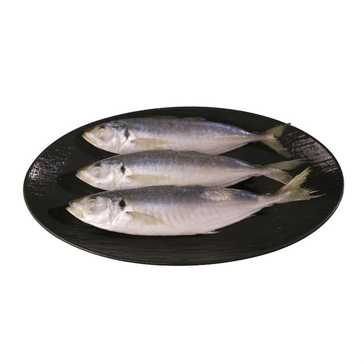 An tSín Canning Scad