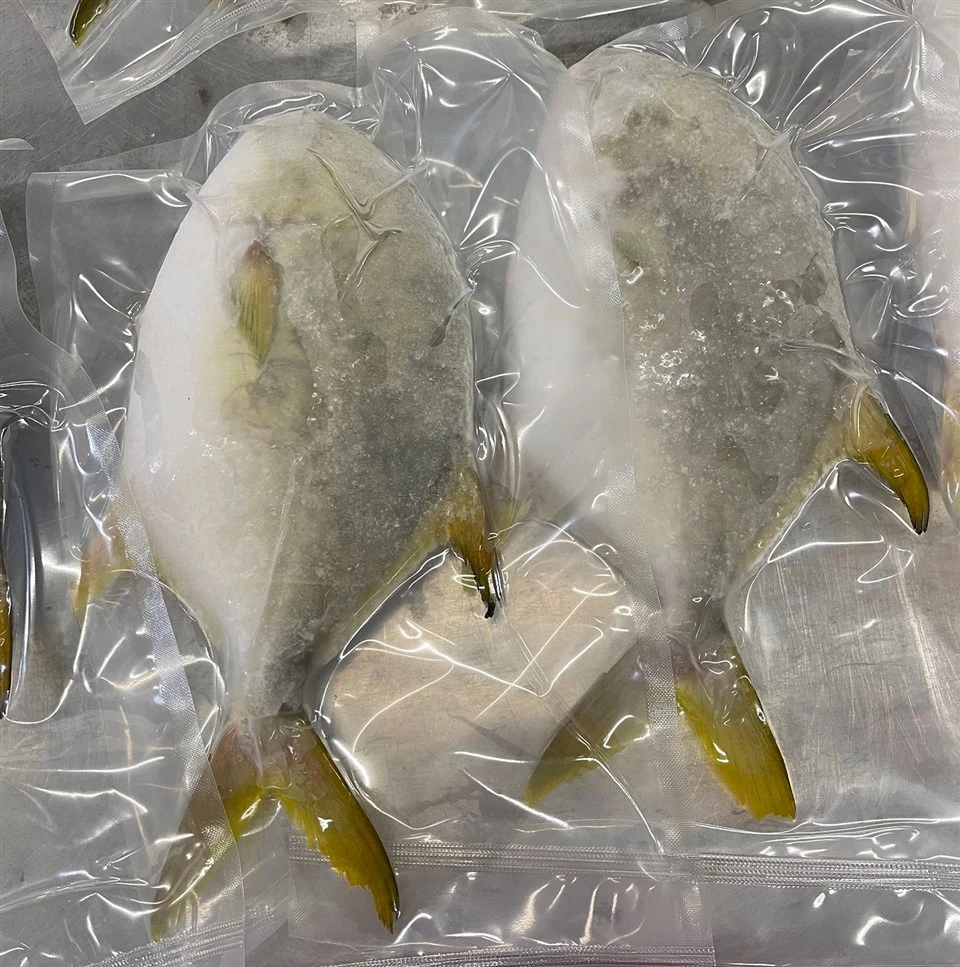 Golden Pompano IWP