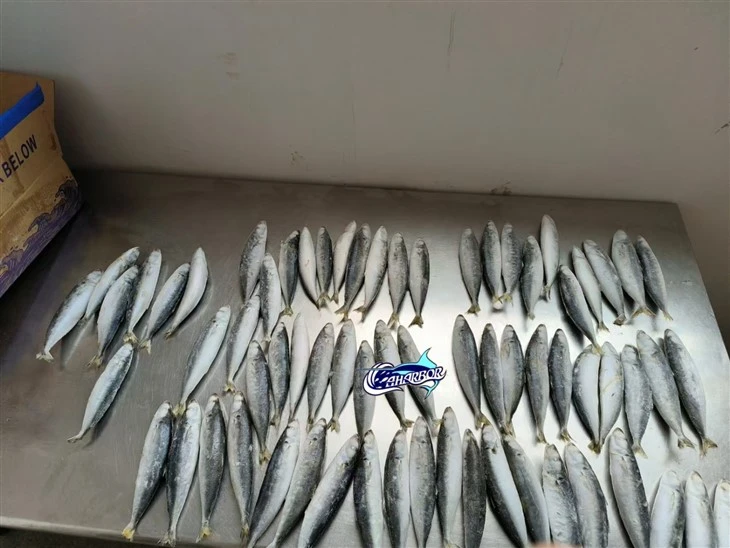 Frozen Shortfin Scad Fish high quality