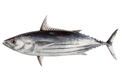 Eolas Skipjack Tuinnín